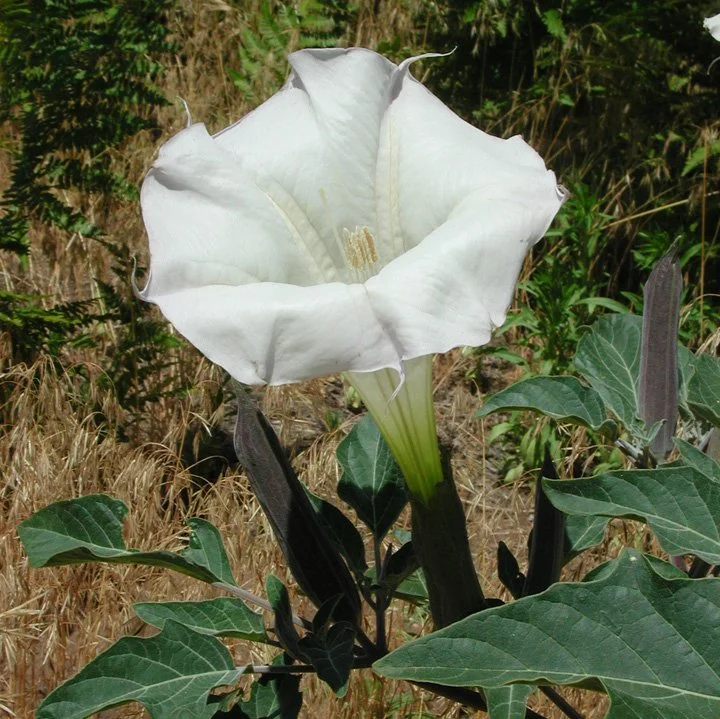 The Genus Datura — Spadefoot Nursery, Inc.